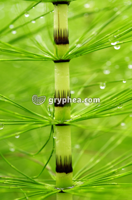 Grande Prêle - détail d'une tige stérile (Equisetum telmateia) - gryphea.com